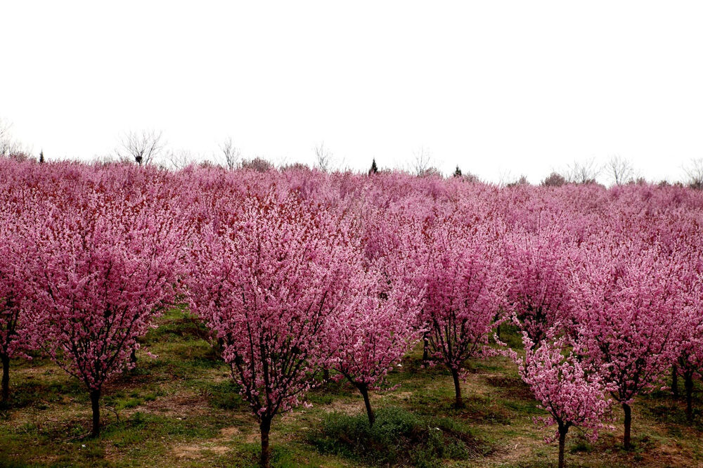 园区树木林立,花草茂盛,有紫薇园,玉兰园,桂花园,梅园,海棠园,碧桃园